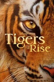 Tigers on the Rise (2024) Disney+ บรรยายไทย